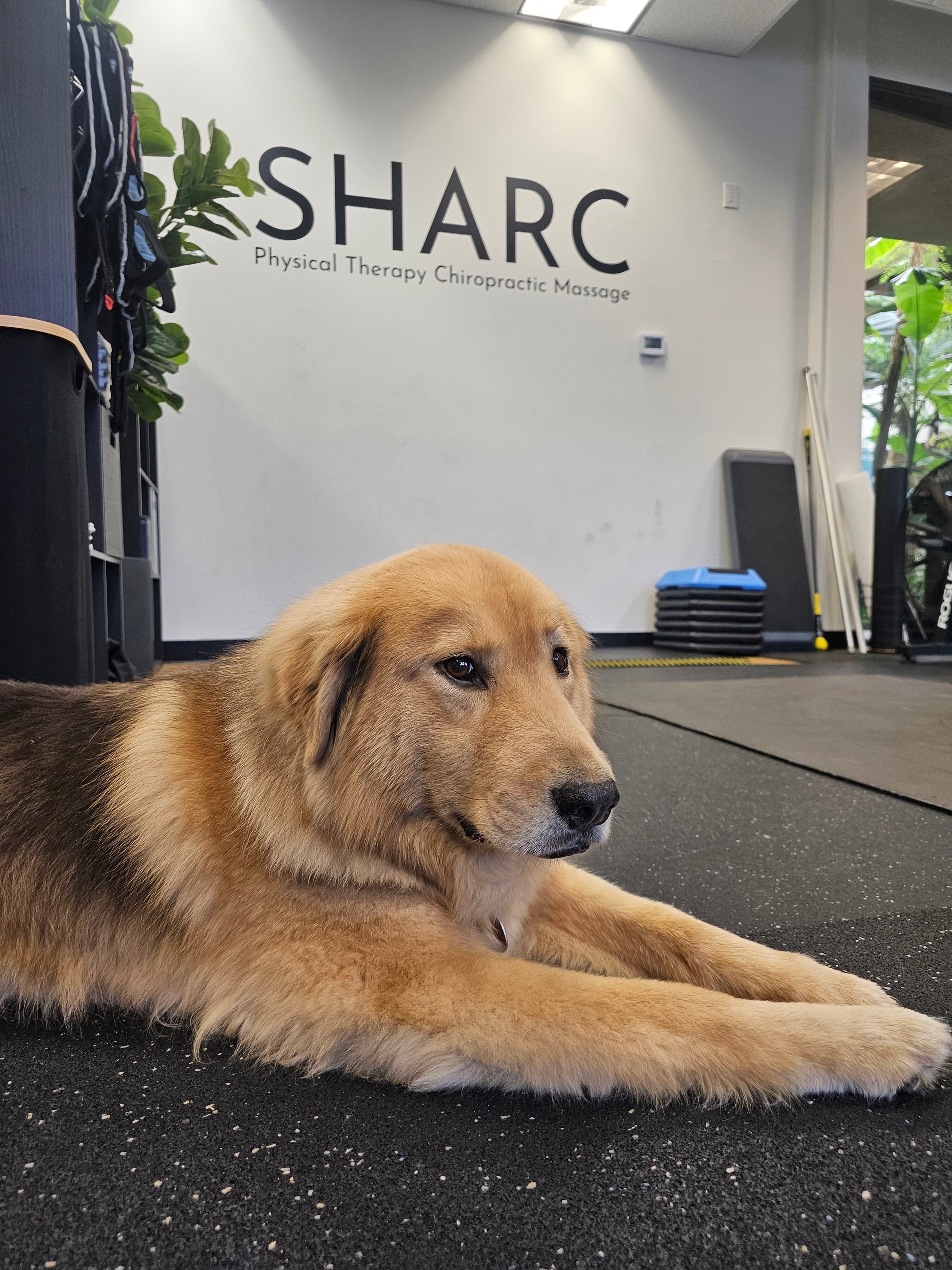 SHARC Chiro and Physical Therapy Clinic